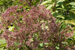 Coastal plain joe pye weed